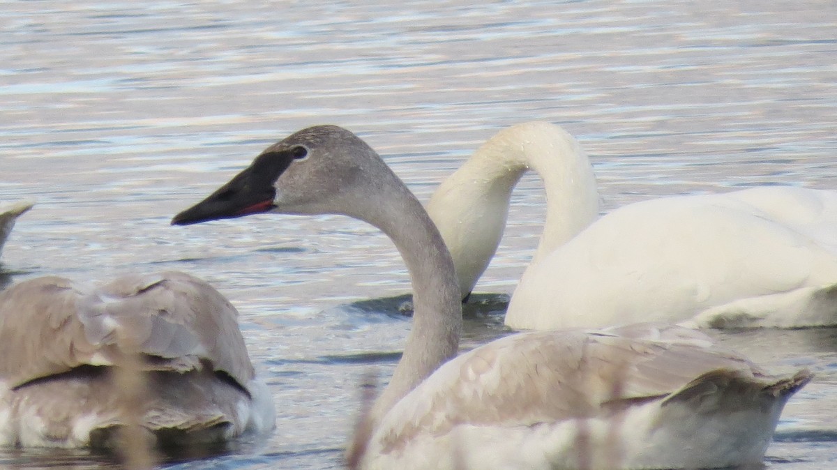 Trumpeter Swan - ML139704211