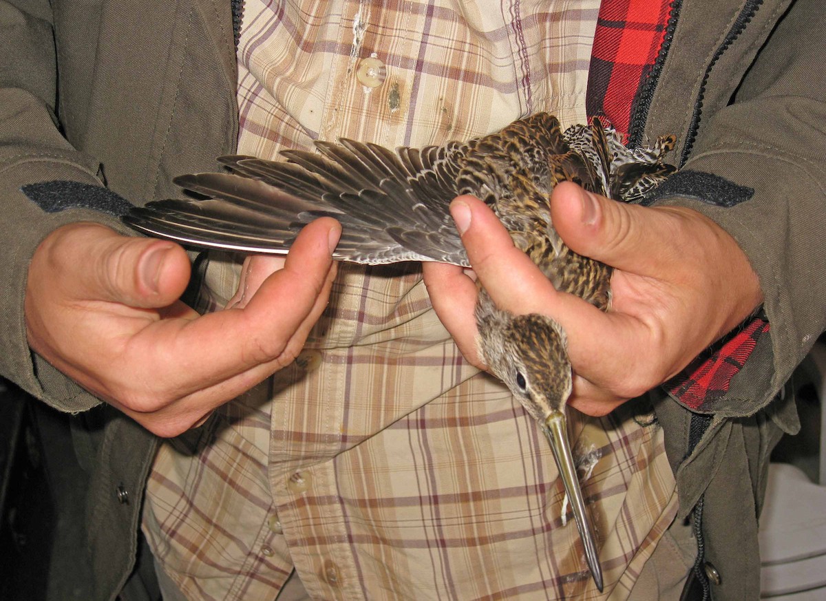 Short-billed Dowitcher - Jean Iron