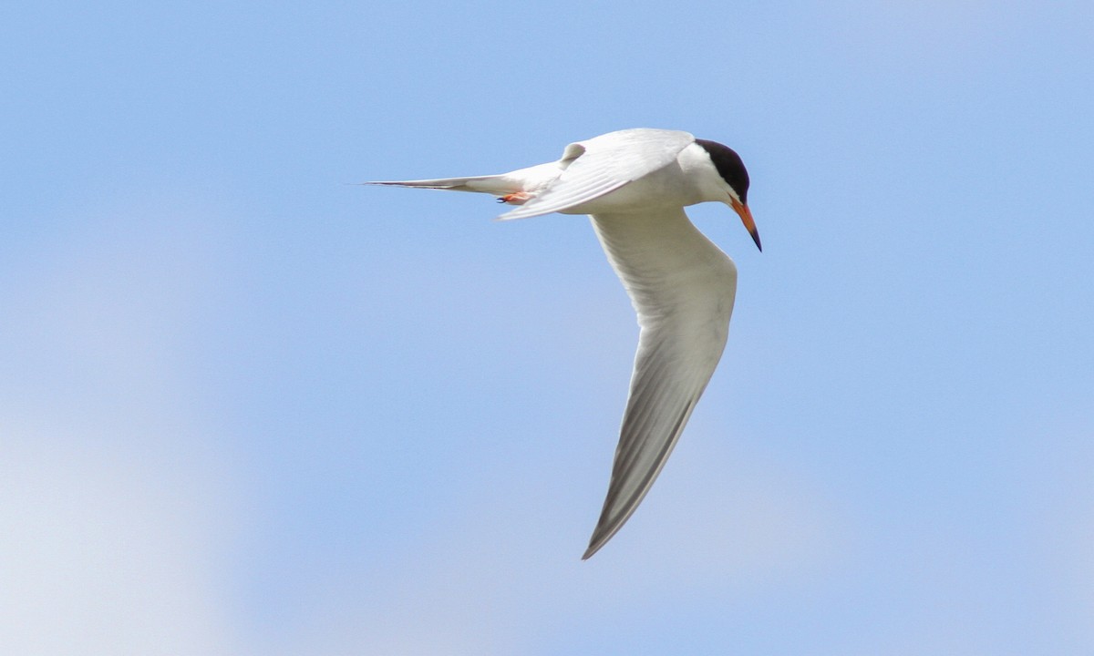 Forster's Tern - Sean Fitzgerald