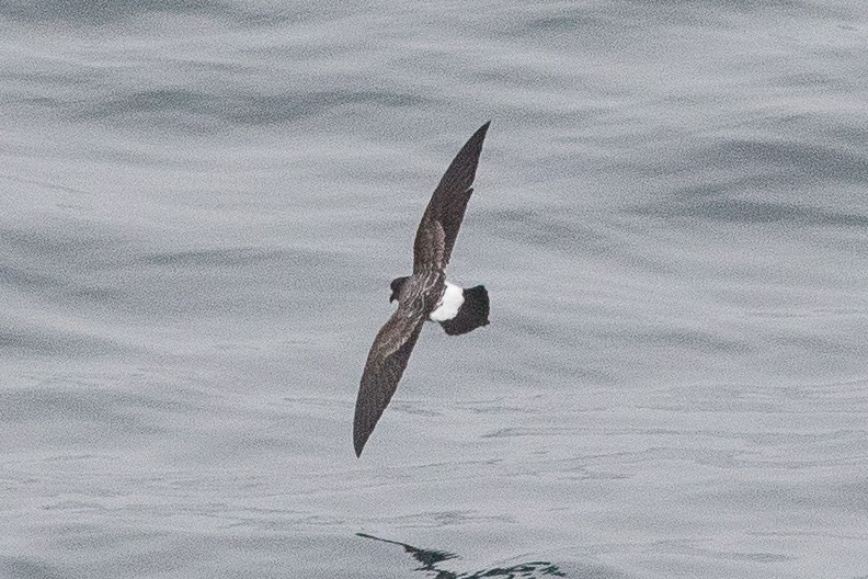 White-bellied Storm-Petrel - ML139710221