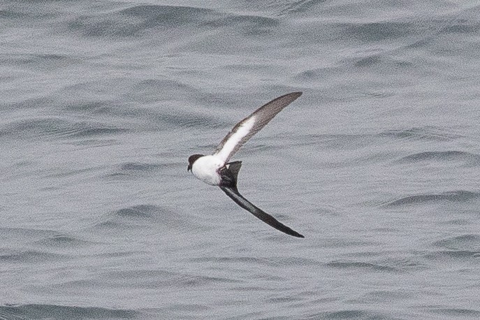 White-bellied Storm-Petrel - ML139710241