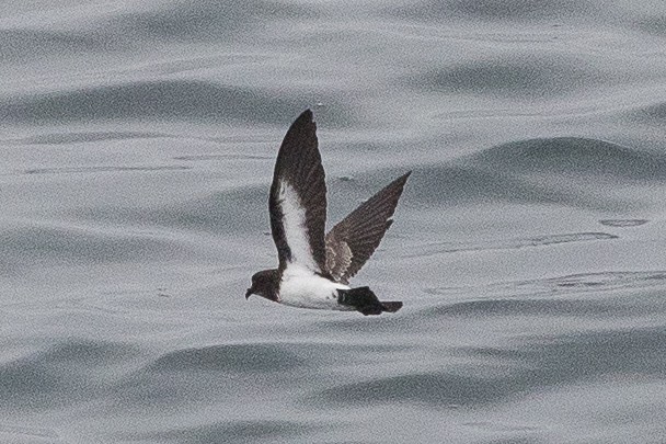 White-bellied Storm-Petrel - ML139710251