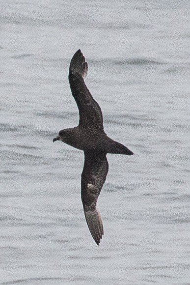 Great-winged Petrel - ML139710521