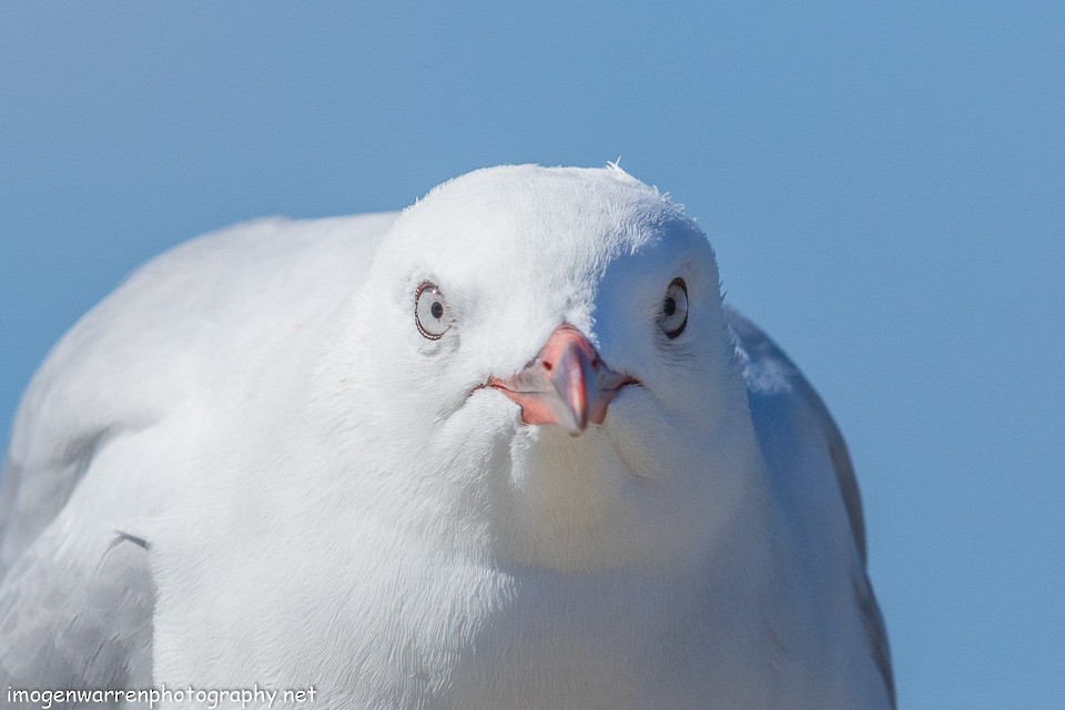 Silver Gull (Red-billed) - ML139711861