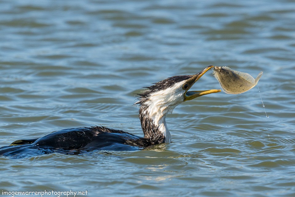 Little Pied Cormorant - ML139712221