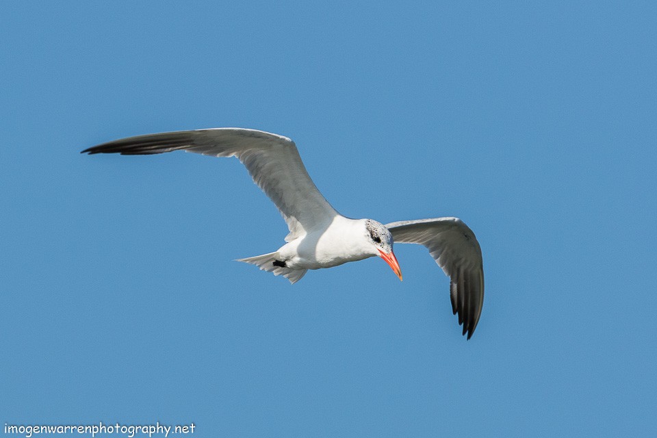 Caspian Tern - ML139712241