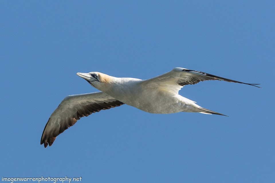 Australasian Gannet - ML139712341