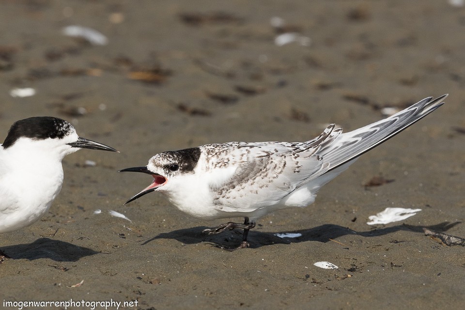 White-fronted Tern - ML139712431