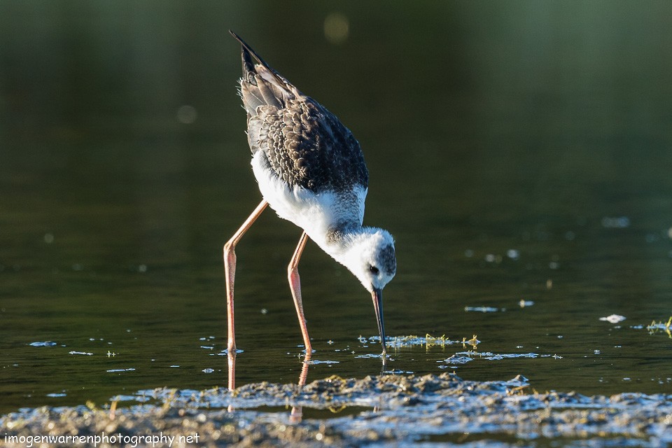 Pied Stilt - ML139712741