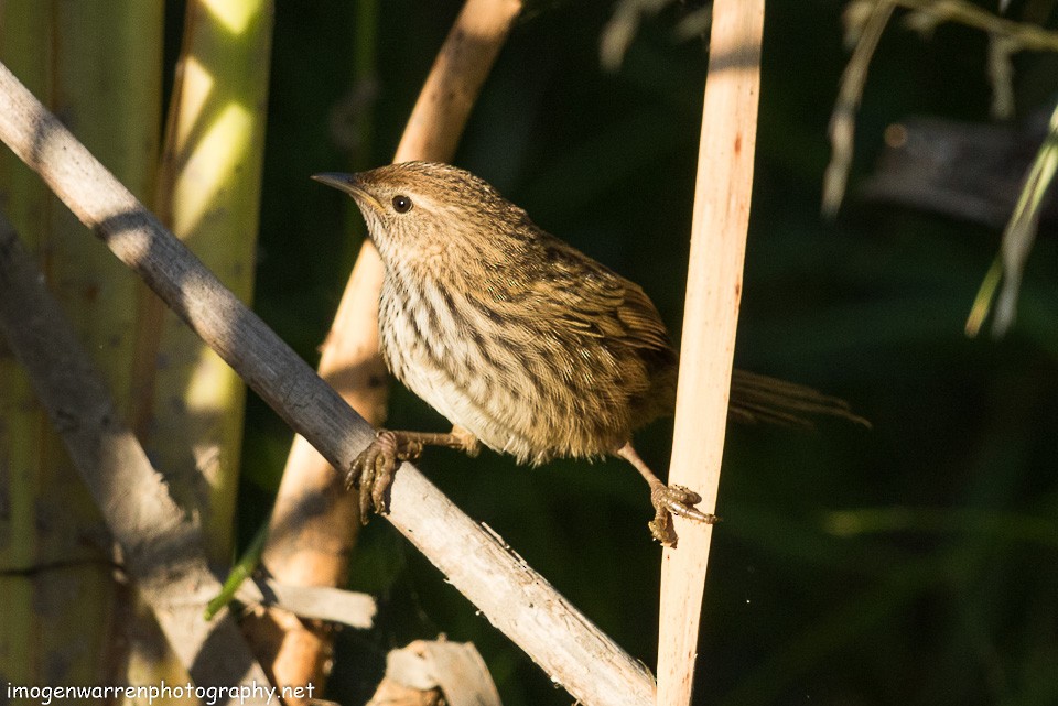 New Zealand Fernbird - ML139712831