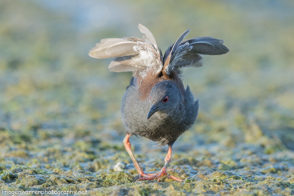 Spotless Crake - ML139713121