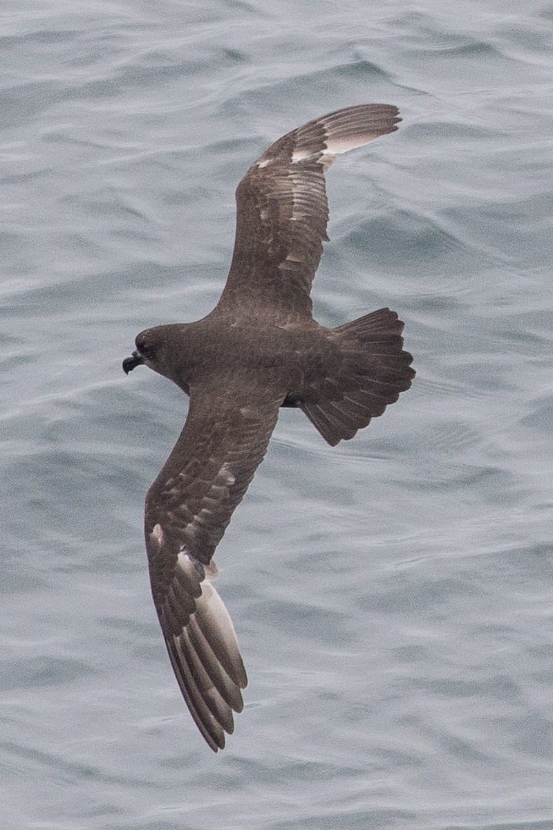 Great-winged Petrel - ML139714331