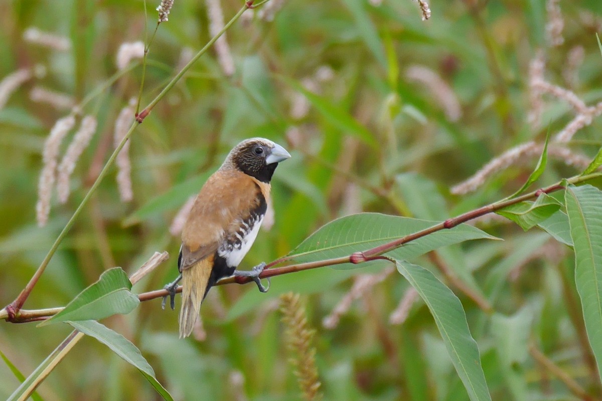 Chestnut-breasted Munia - Jenny Stiles