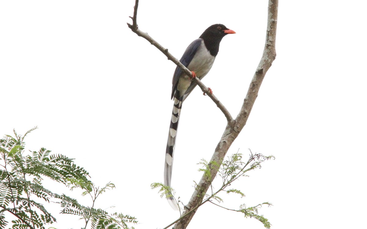 Red-billed Blue-Magpie - ML139716341