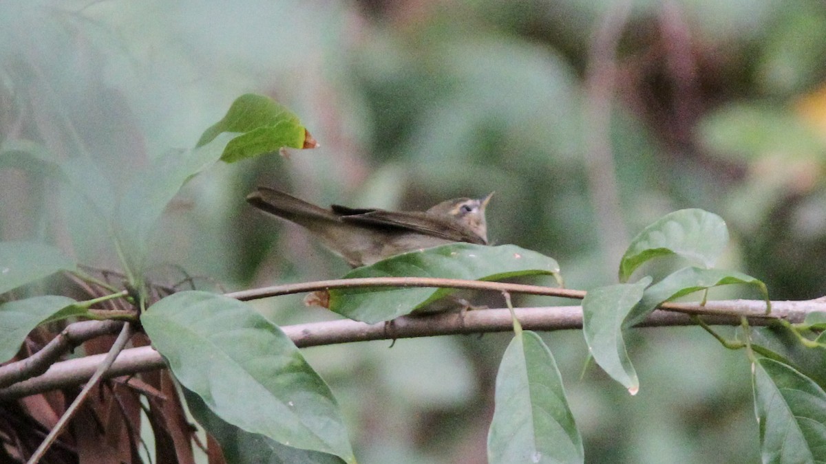 Dusky Warbler - Sean Fitzgerald