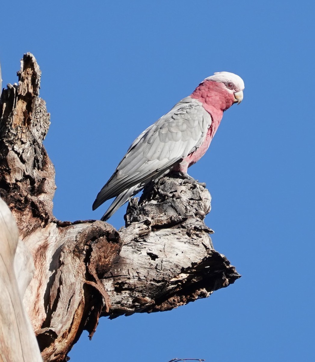 Galah - ML139717201