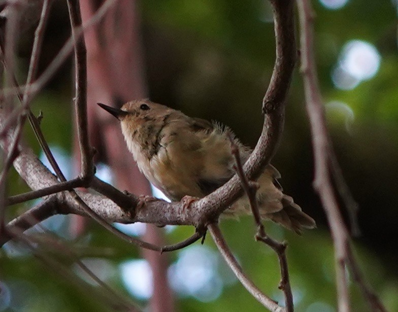 Large-billed Scrubwren - ML139717241