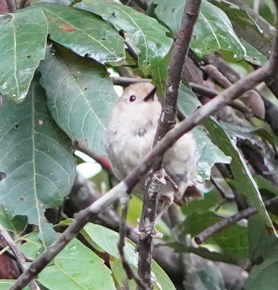 Large-billed Scrubwren - ML139717251