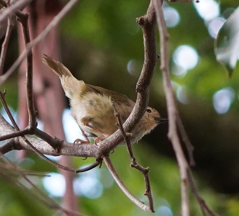 Large-billed Scrubwren - ML139717261