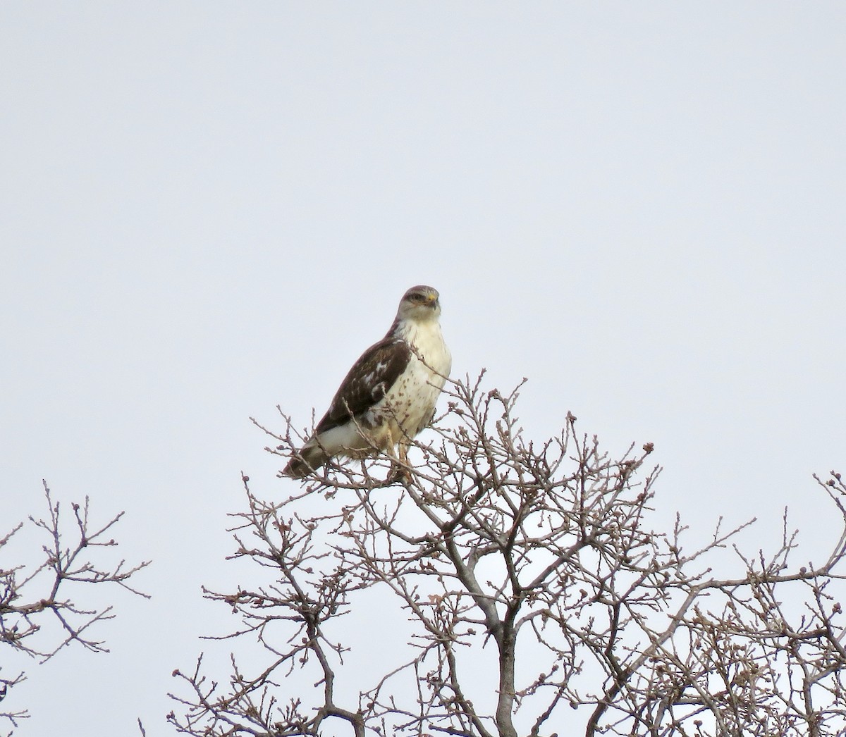 Ferruginous Hawk - ML139718481