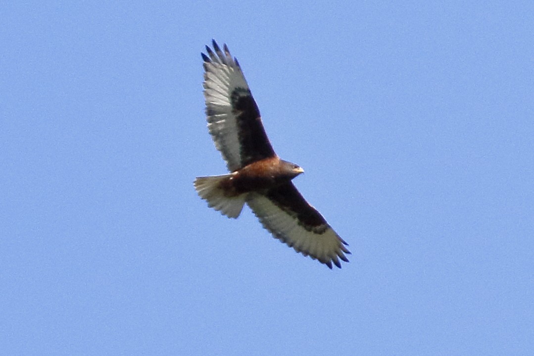 Ferruginous Hawk - ML139719021