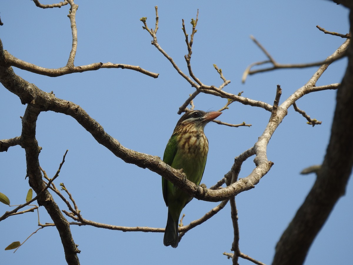 White-cheeked Barbet - ML139719331