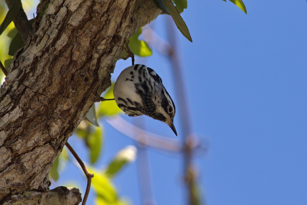 Black-and-white Warbler - ML139720521