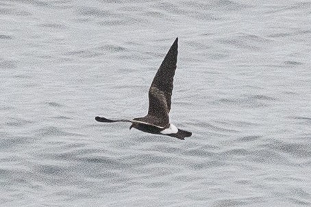 Leach's Storm-Petrel - ML139720571