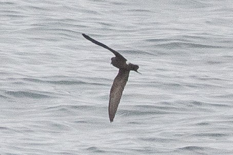 Leach's Storm-Petrel - ML139720631