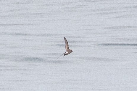 Leach's Storm-Petrel - ML139721221