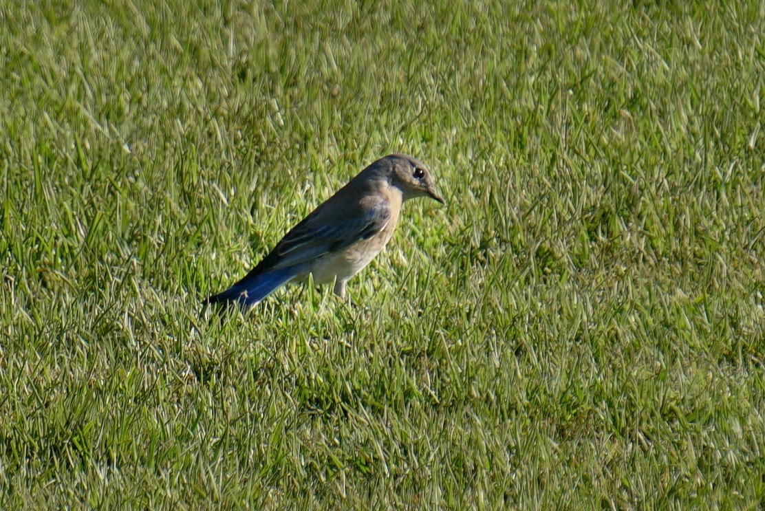 Western Bluebird - ML139721851