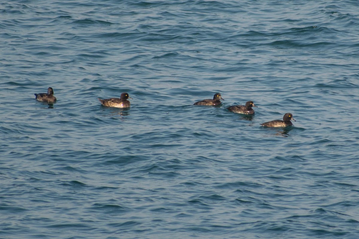 Tufted Duck - ML139723471