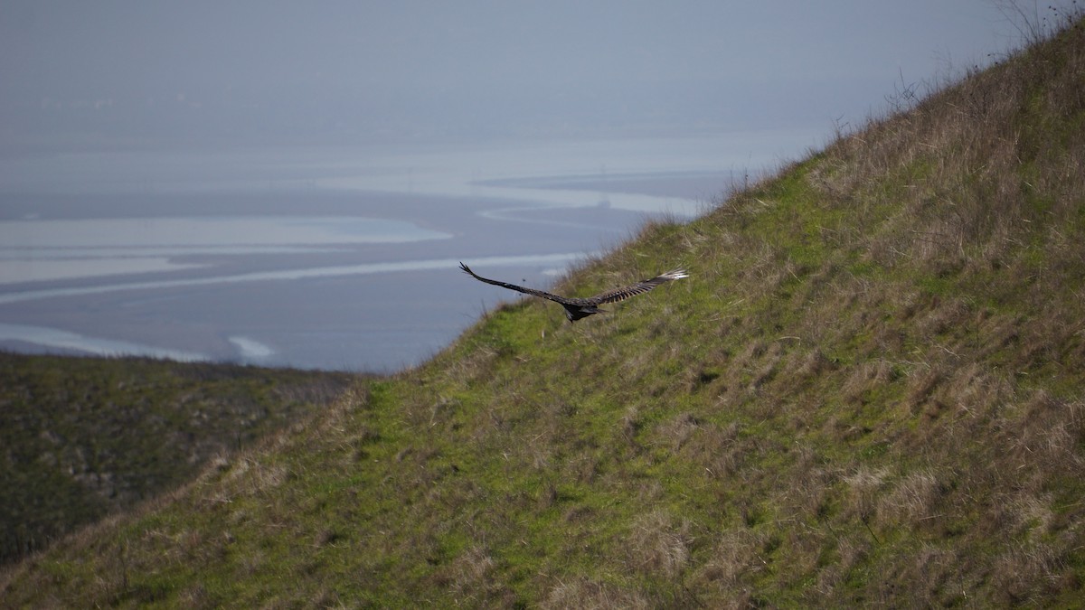 Turkey Vulture - ML139723701