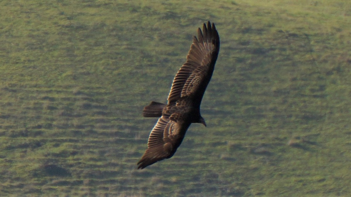 Turkey Vulture - ML139723751