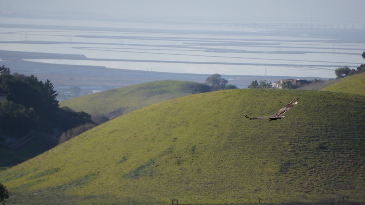 Turkey Vulture - ML139723761