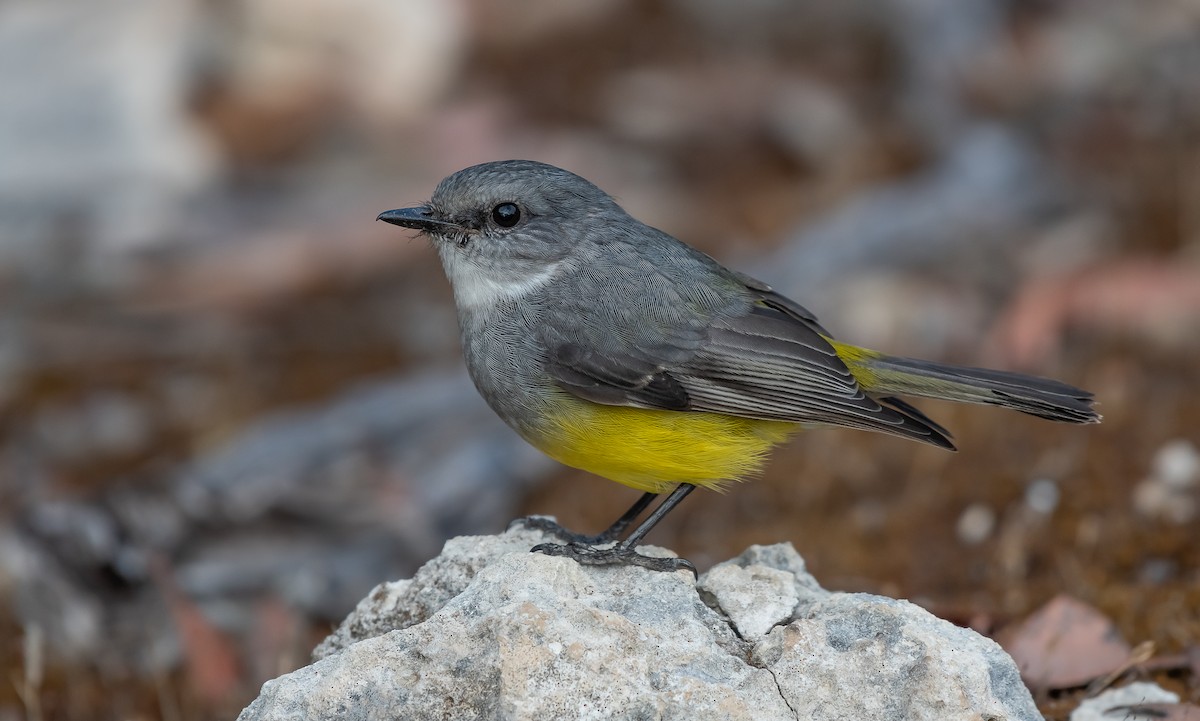 Western Yellow Robin - Barry Deacon