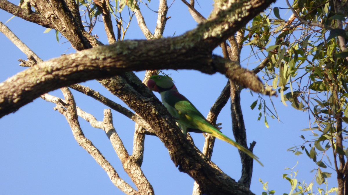 Alexandrine Parakeet - ML139724821