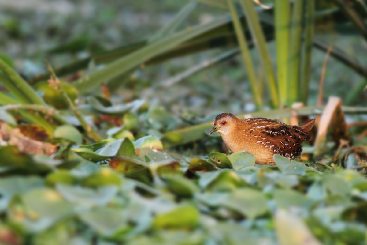 Rallidae sp. (rail/crake sp.) - ML139725401