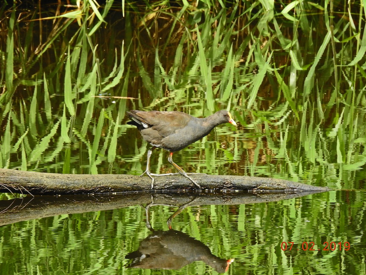 Dusky Moorhen - ML139725961