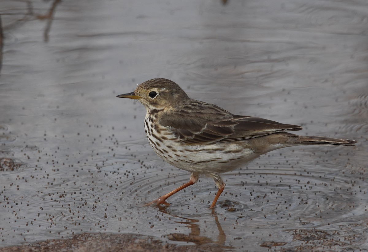 Siberian Pipit - Giora Leitner