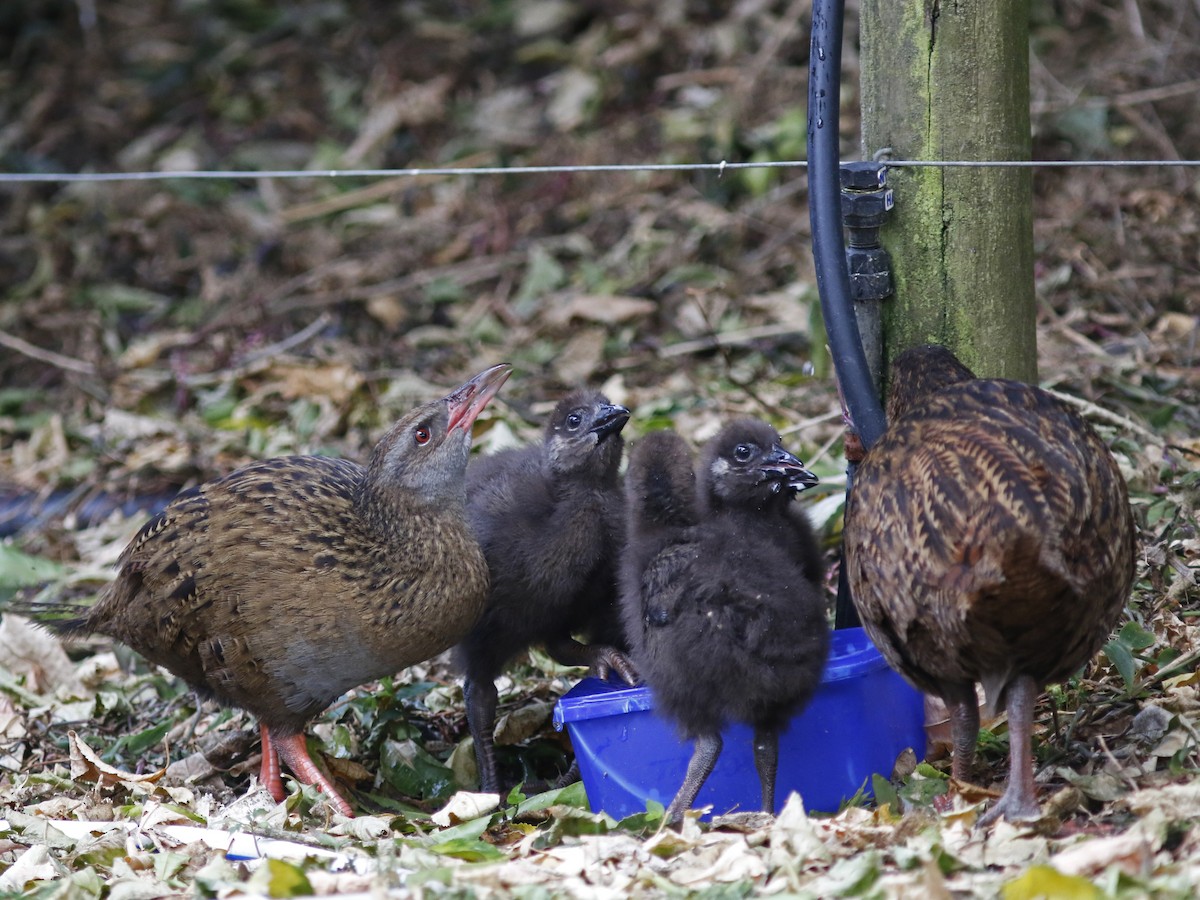 Weka - ML139726651