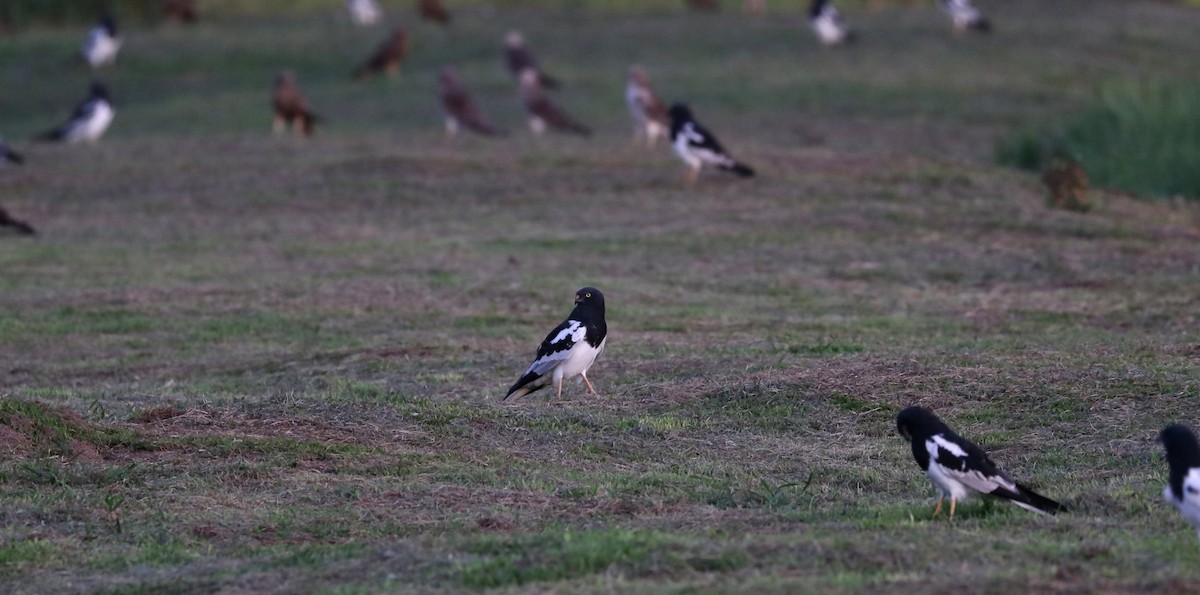 Pied Harrier - Edmond Sham