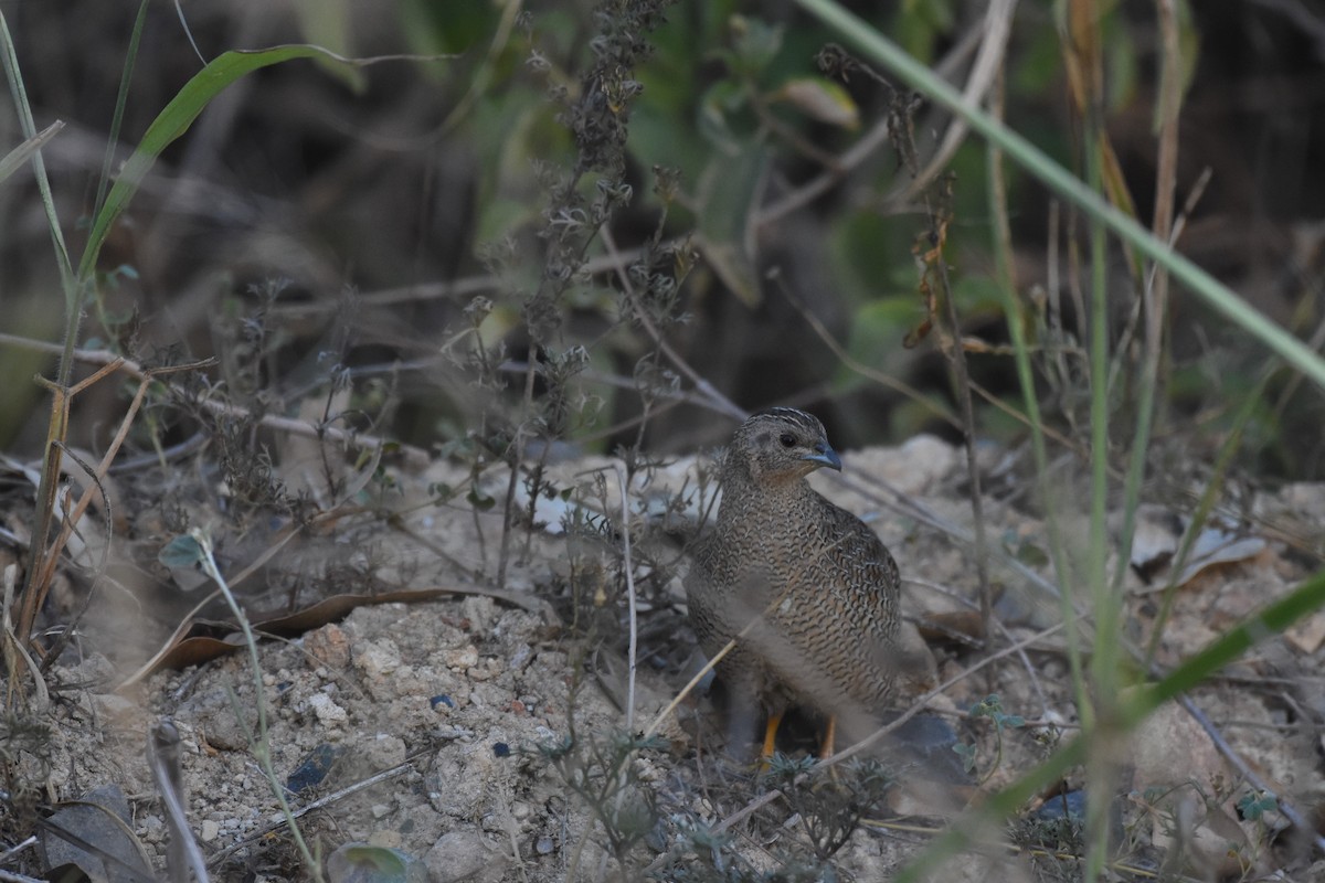 Brown Quail - ML139727801