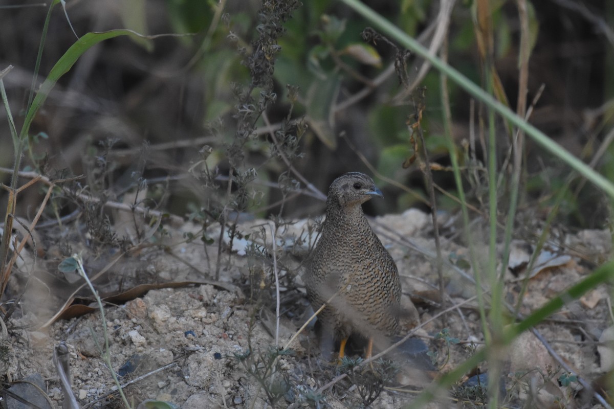 Brown Quail - ML139727831