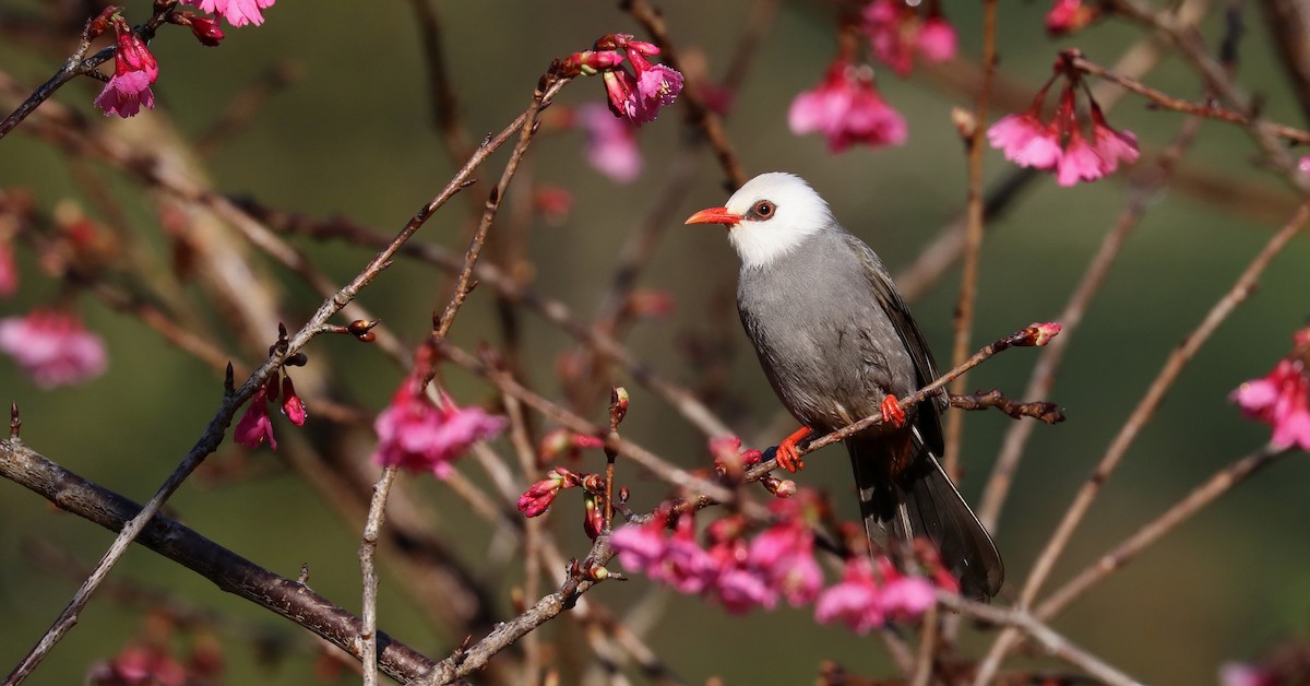 White-headed Bulbul - ML139728061