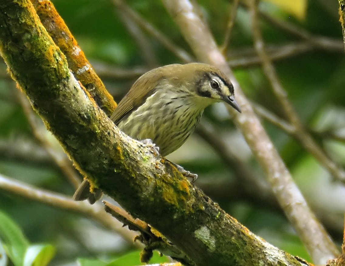 Negros Striped-Babbler - ML139729351