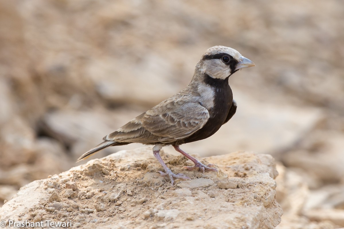 Ashy-crowned Sparrow-Lark - ML139730031