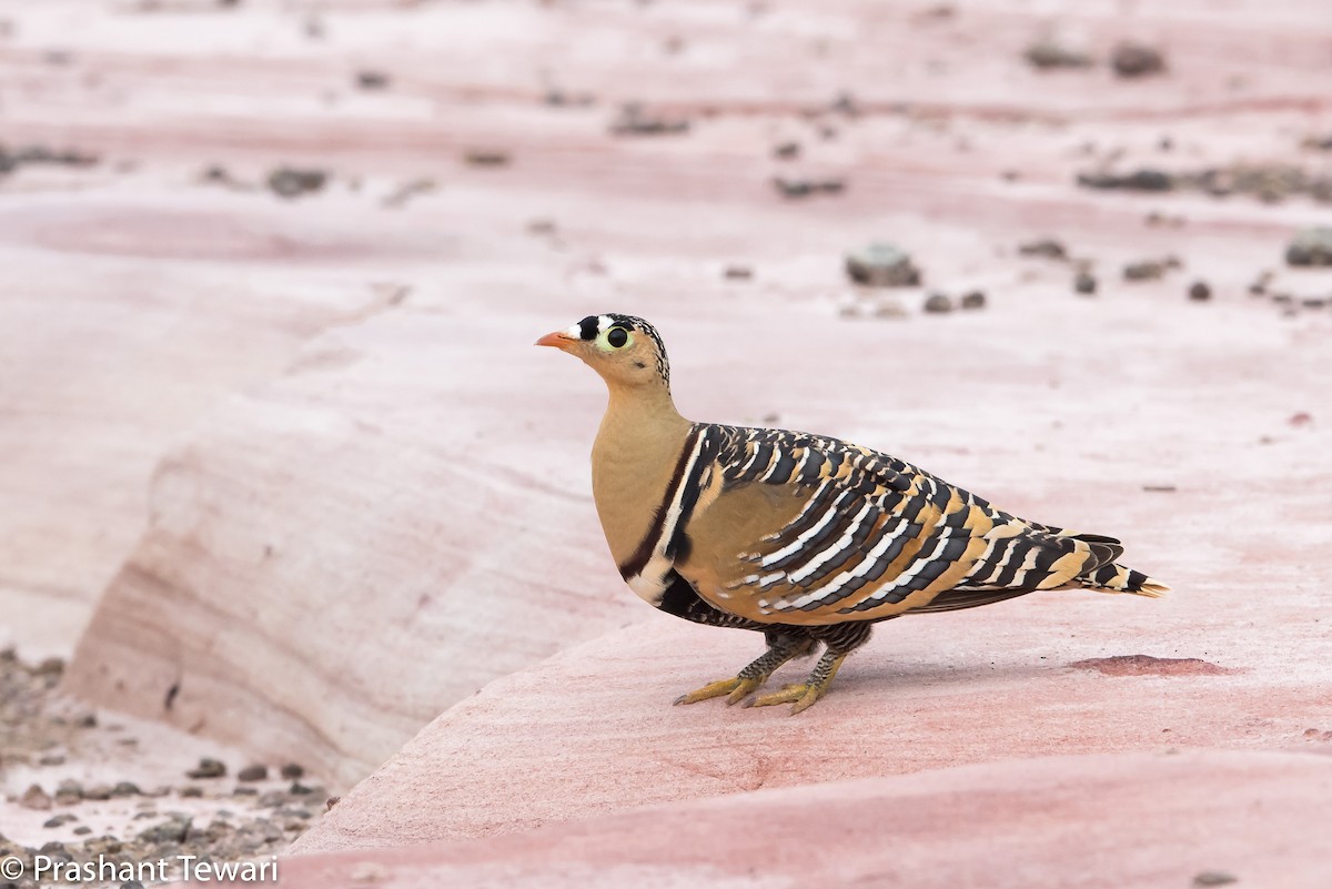 Painted Sandgrouse - Prashant Tewari