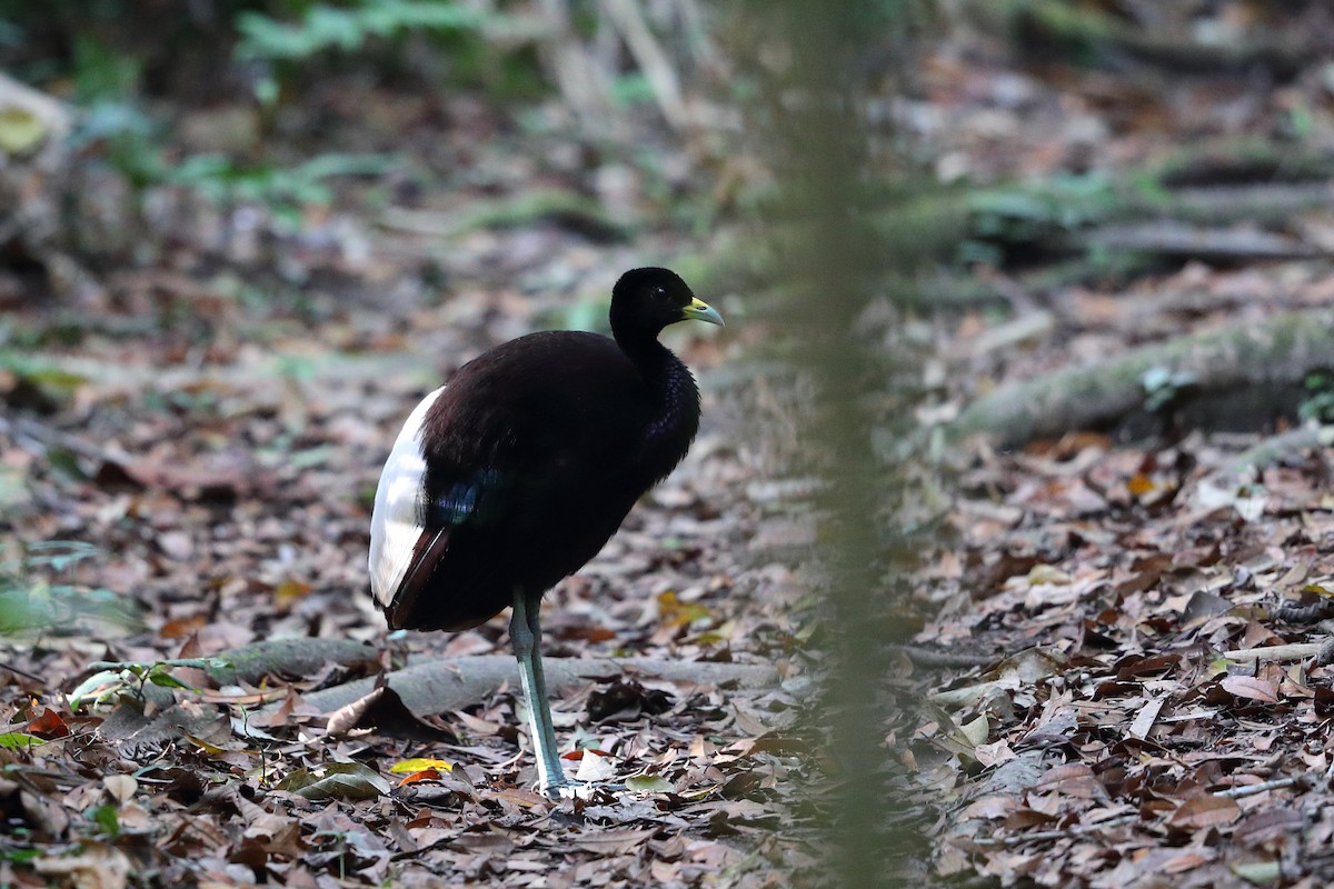 Pale-winged Trumpeter - Jon Irvine