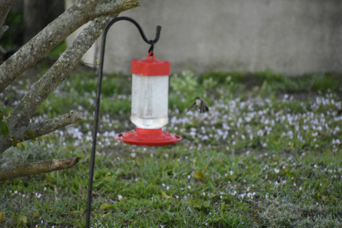 Ruby-throated Hummingbird - John Karratti